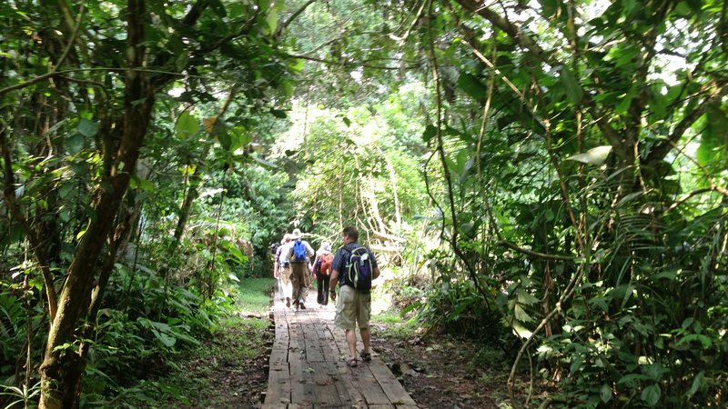 The boardwalk in to the canopy — Upper Amazon basin