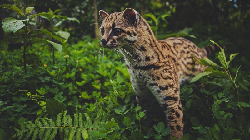 An ocelot in the understorey — Ecuadorian Amazon