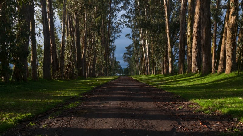 The eucalyptus avenue that leads to the house — Hacienda La Ciénega, Cotopaxi — photograph by the hacienda