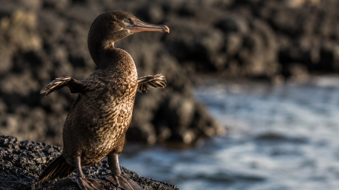 A flightless cormorant on lava holding out wings far too small to fly, turquoise eye visible