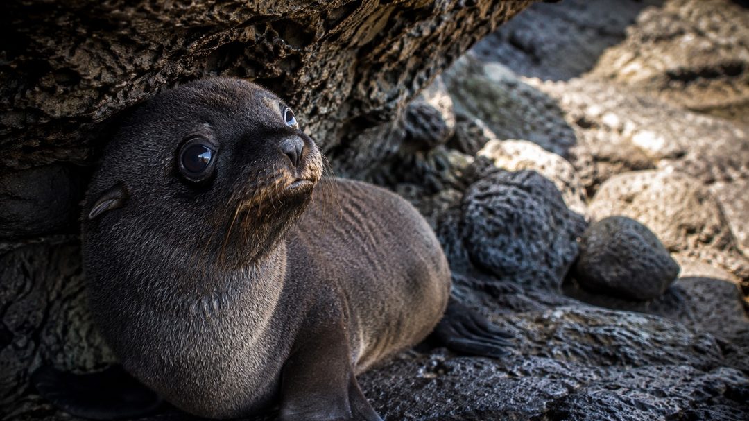 A Galápagos fur seal in the shade of a lava overhang, large dark eyes and dense coat