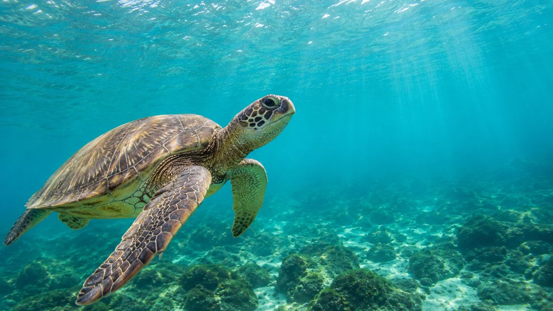 A Galápagos green sea turtle swimming over a shallow reef