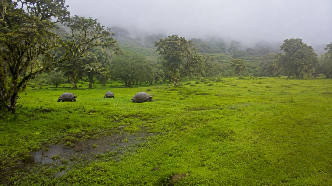 Green misty highland pasture in the Galápagos with giant tortoises grazing