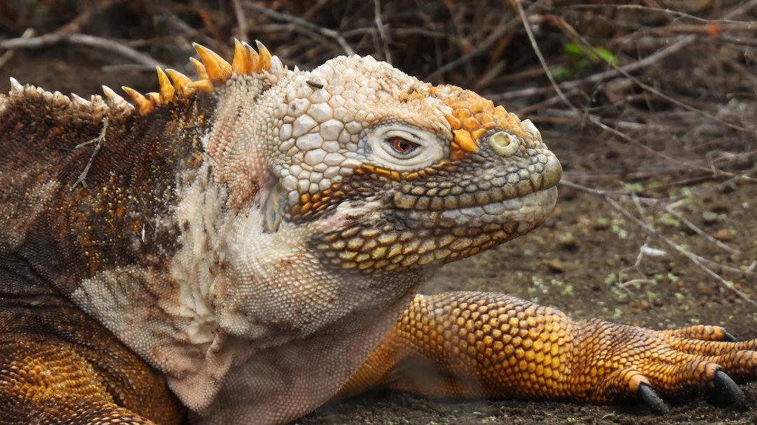 A Galápagos land iguana close up — yellow and orange scales, spined crest, heavy jaw