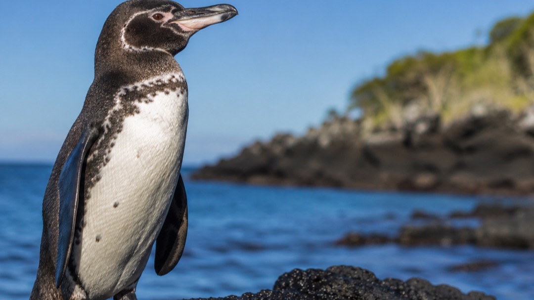 A Galápagos penguin standing on volcanic rock at the water’s edge