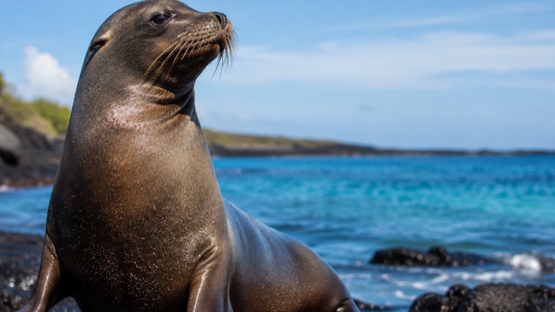 A Galápagos sea lion on the shoreline