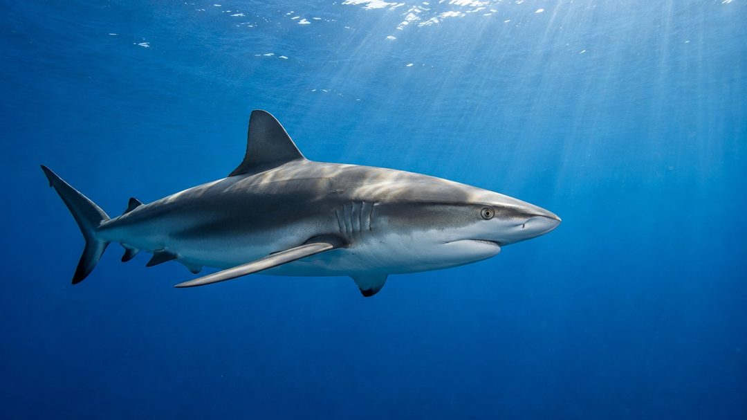 A Galápagos shark cruising in open blue water, sunlight filtering from the surface