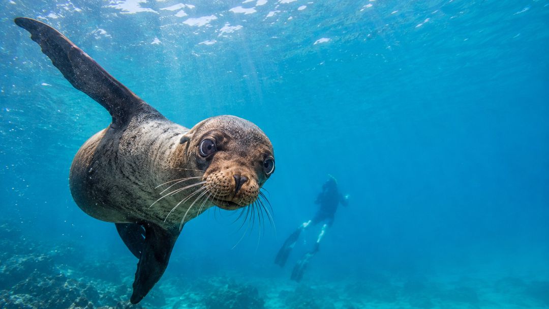 A young Galápagos sea lion turning in clear water beside a snorkeller