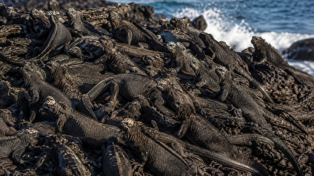 Dozens of marine iguanas piled on the black lava at Punta Espinosa