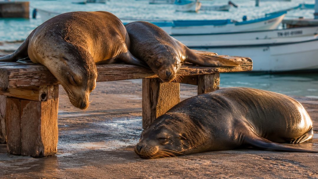 Galápagos sea lions asleep on a bench and the ground of the harbour front