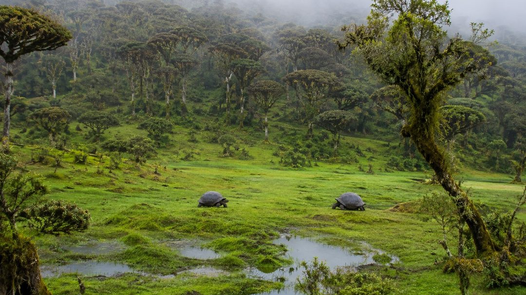 Giant tortoises grazing free in the misty green highlands of Santa Cruz