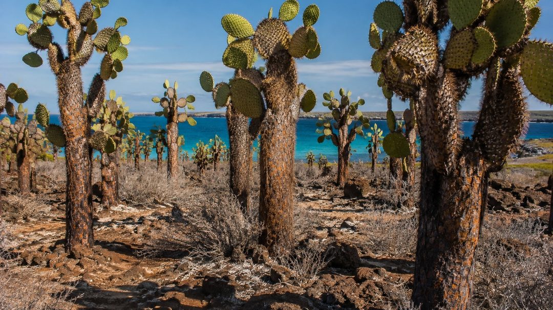 The forest of tree-sized prickly pear cactus on Santa Fé, with the sea behind