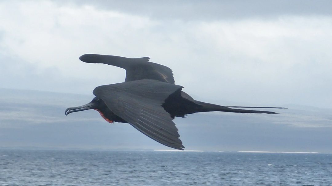 A male frigatebird in flight over the sea, red throat pouch visible beneath the bill
