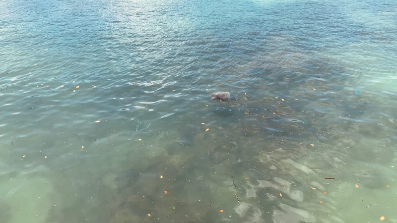 A turtle in the shallows, no boat and no telephoto lens — Puerto Ayora harbour, Santa Cruz, January 2019 — our own photograph