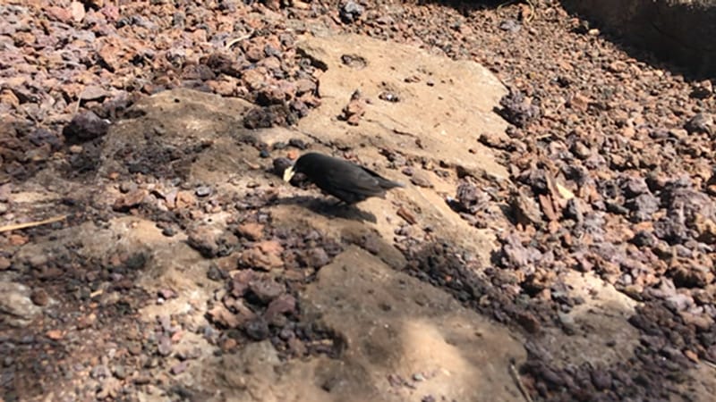 A ground finch working the lava on the trail to Las Grietas — no feeder, no hide, no telephoto — Santa Cruz, Galápagos · January 2019 · filmed by us