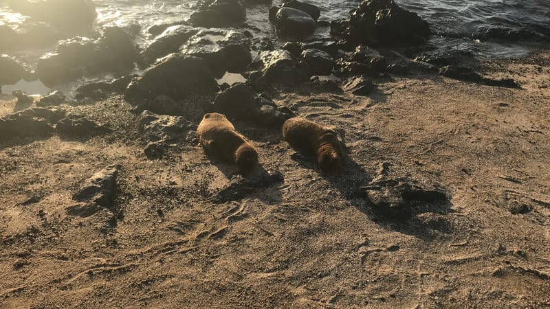 Sea lions on the dark sand at the end of the day — San Cristóbal, January 2019 — our own photograph