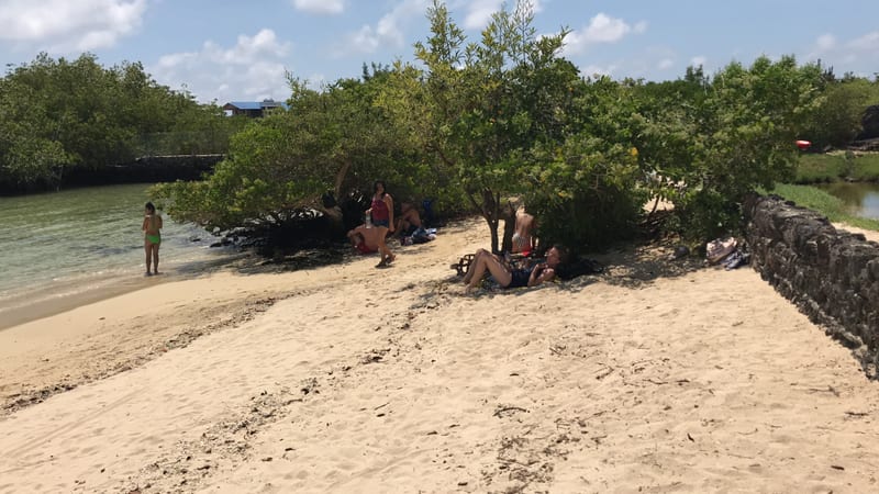 Mangrove and white sand on the way to Las Grietas — Santa Cruz, January 2019 — our own photograph