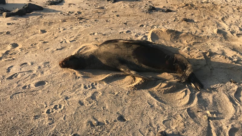 Asleep on the public beach in town, in among the footprints. Nobody moved it; you walk around it — Puerto Baquerizo Moreno, San Cristóbal · January 2019