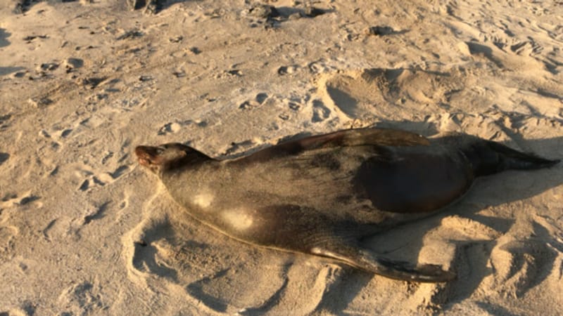 A sea lion sleeping through the afternoon on the town beach — this is the normal distance, not a zoom — San Cristóbal, Galápagos · January 2019 · filmed by us