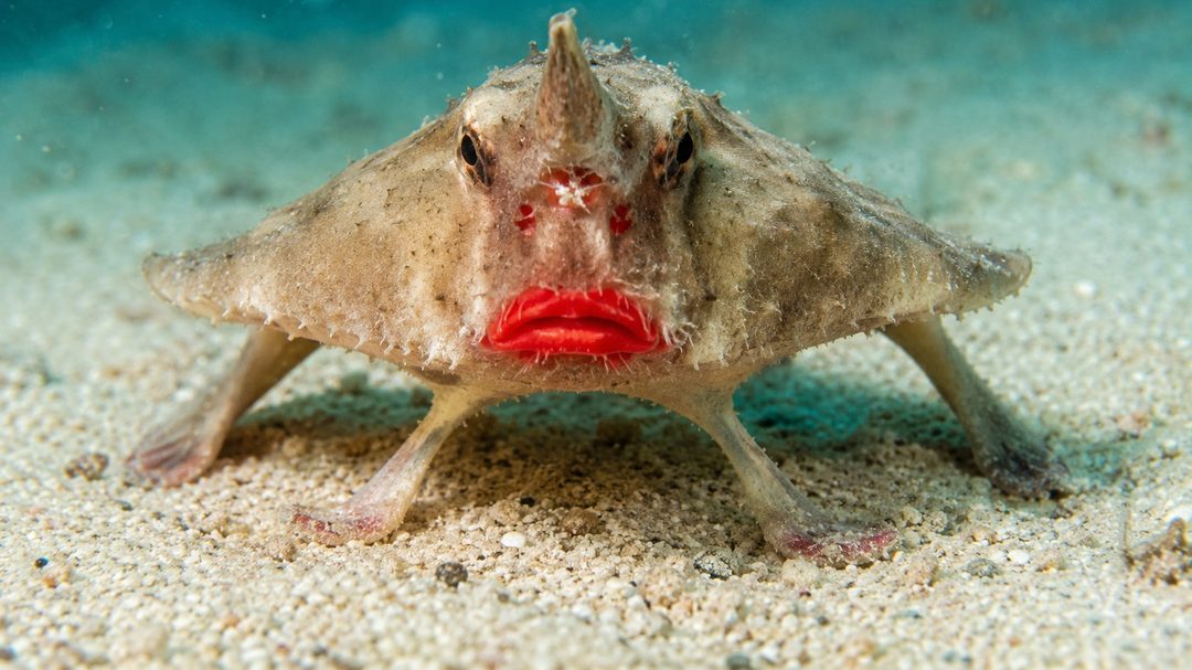 A red-lipped batfish propped on its fins on pale sand, red lips unmistakable
