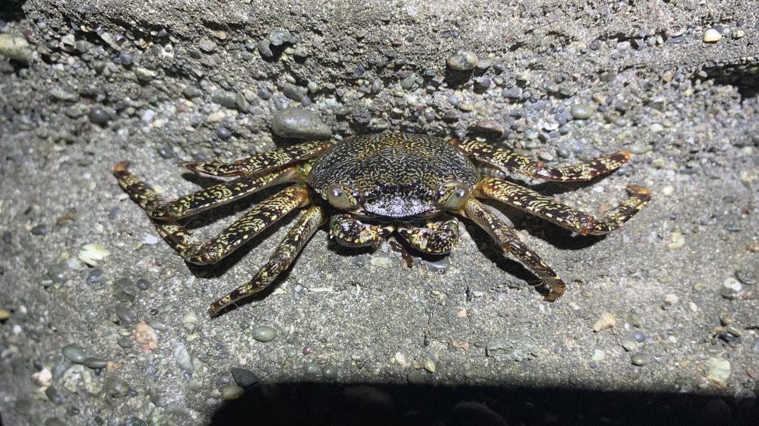 A juvenile Sally Lightfoot crab on rock, still dark and mottled rather than red