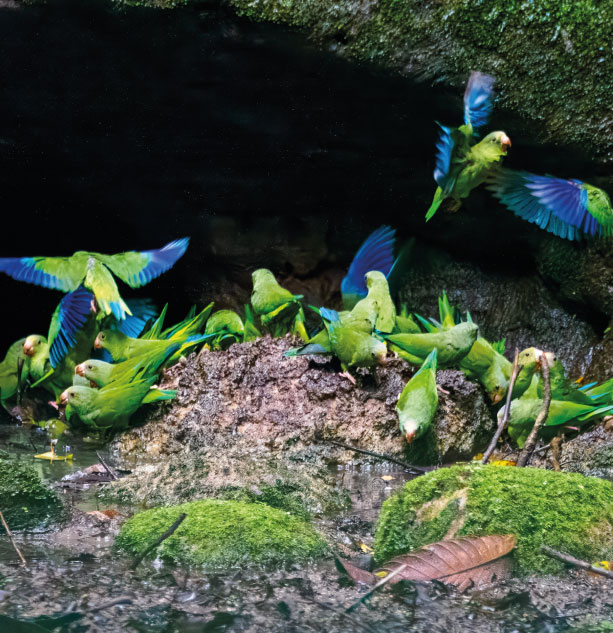Dozens of green parrots at a clay lick on the bank of the Napo river, Ecuadorian Amazon