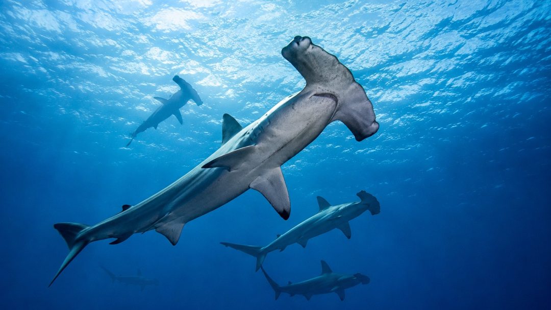 A school of scalloped hammerheads seen from below against the light