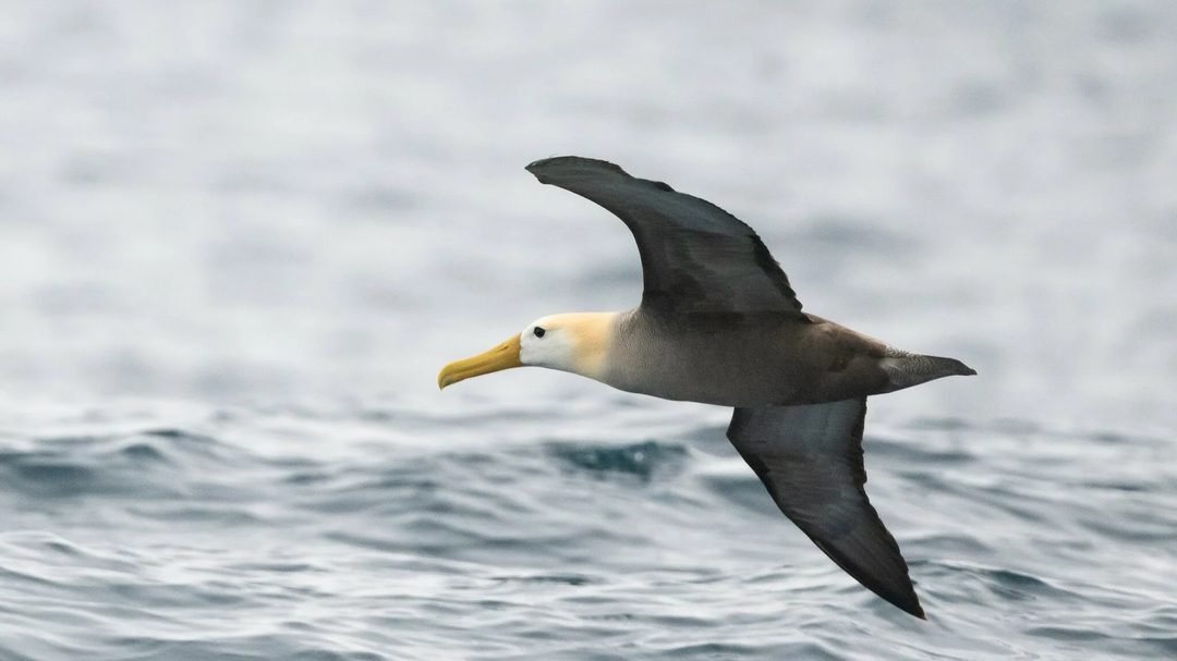 A waved albatross gliding low over the open Pacific, its yellow bill clearly visible